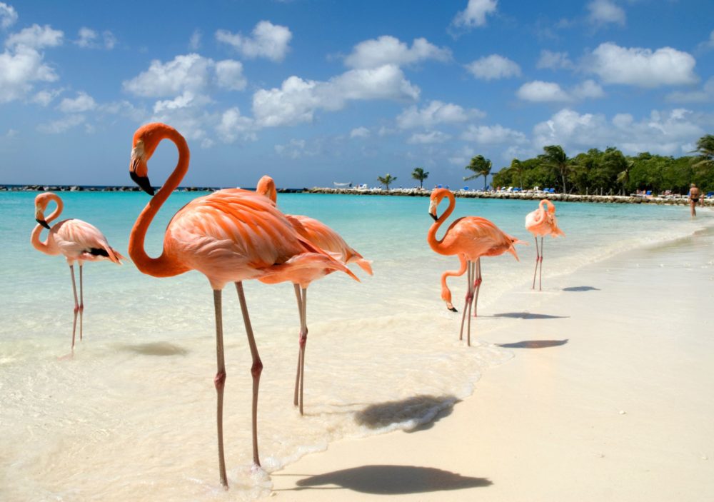 flamingos-en-la-playa-1000x703 - He visitado Aruba más de 30 veces: te enseño cómo planificar el viaje perfecto