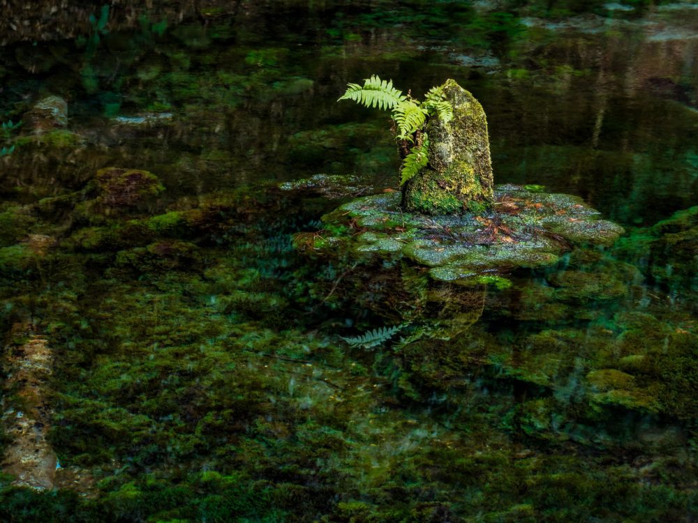 ilustrativa-manantial-ecoturismo-bosque-paradisiaco-1000x750 - El paradisíaco bosque para hacer ecoturismo que alguna vez visitó la emperatriz Carlota