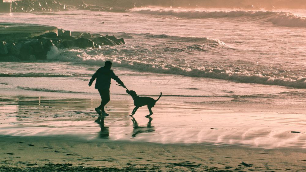 La ciudad cercana a Málaga que es el mejor destino de España para viajar con tu mascota
