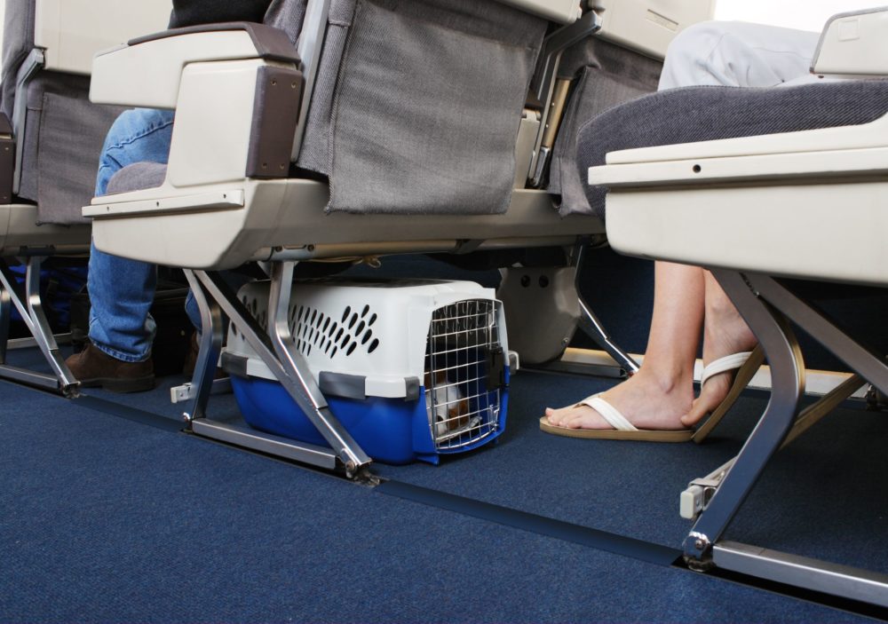mascota-avion-1000x703 - Así puedes viajar con tu perro en avión (en México)
