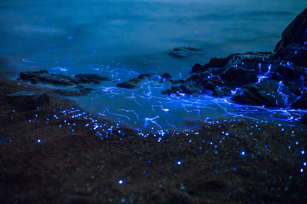 organismos-marinos-flotando-en-playa-1000x667 - Bahías bioluminiscentes en Puerto Rico, un espectáculo único