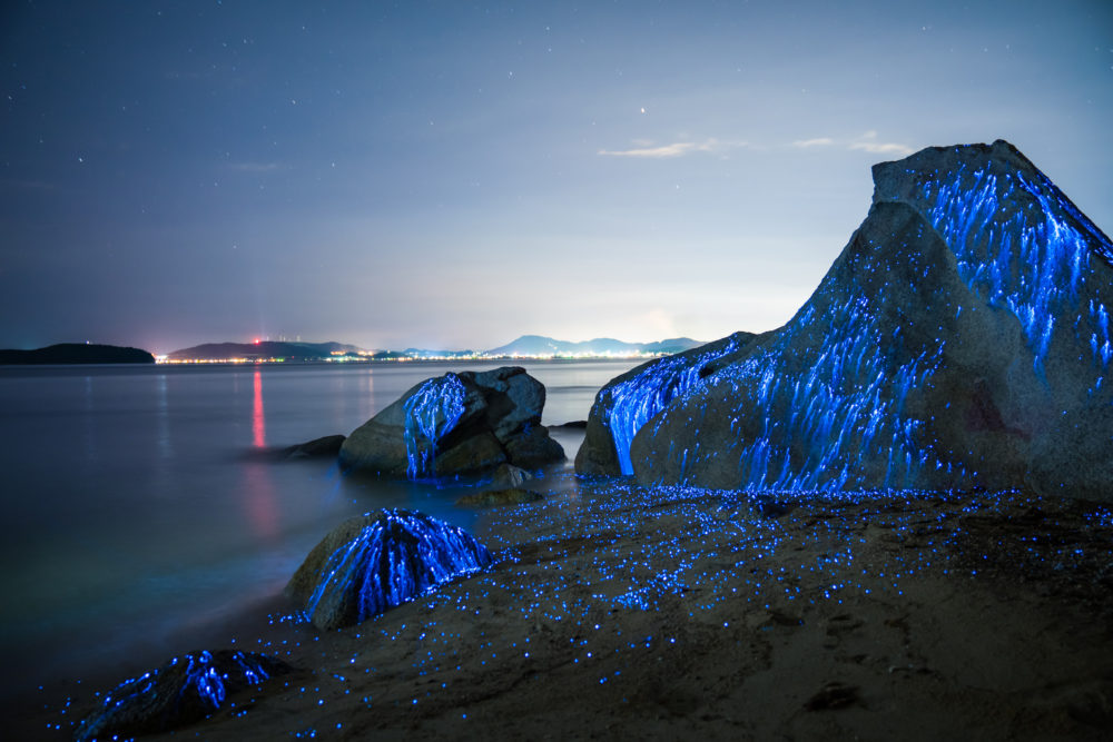 Bahías bioluminiscentes en Puerto Rico, un espectáculo único