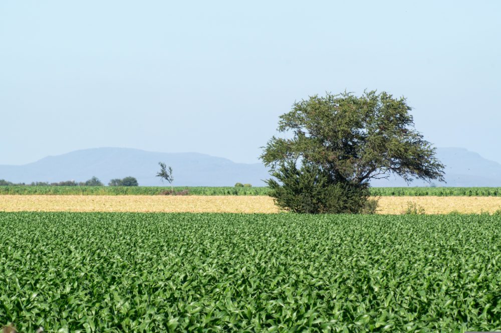 sinaloa-pixabay-turismo-mexico-1000x666 - Pueblos Mágicos: el bonito lugar de Sinaloa con impactantes atractivos naturales que fue recomendado por la Organización Mundial del Turismo