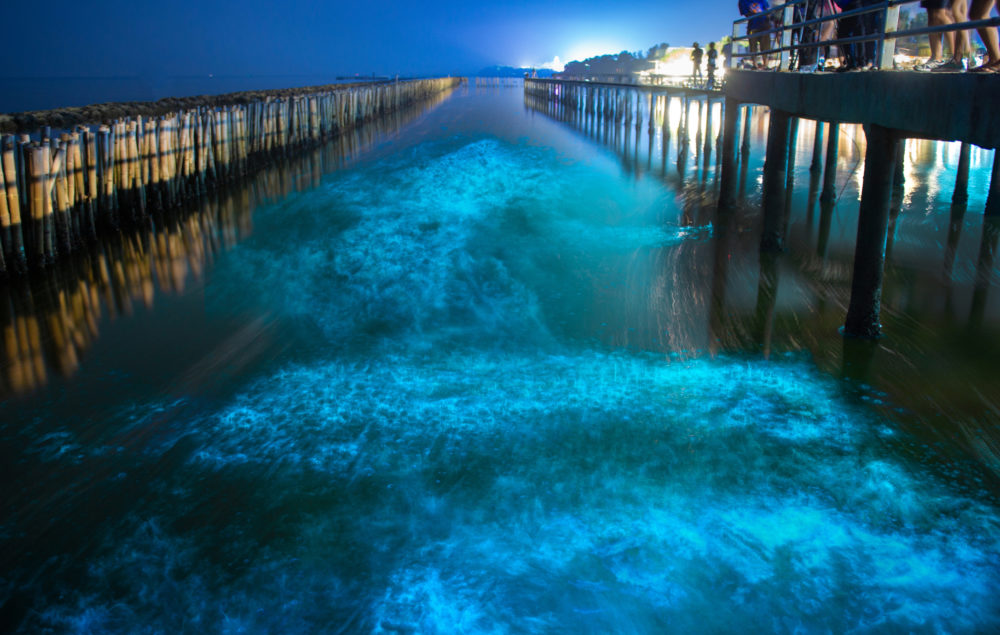 turistas-observando-la-bioluminiscencia-1000x635 - Bahías bioluminiscentes en Puerto Rico, un espectáculo único