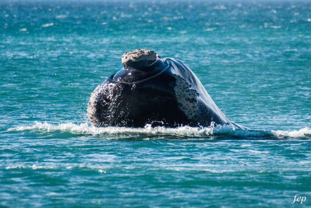 14798714238_8ac4534aae_k-1000x670 - 4 cosas que debes hacer en tu visita a Puerto Madryn