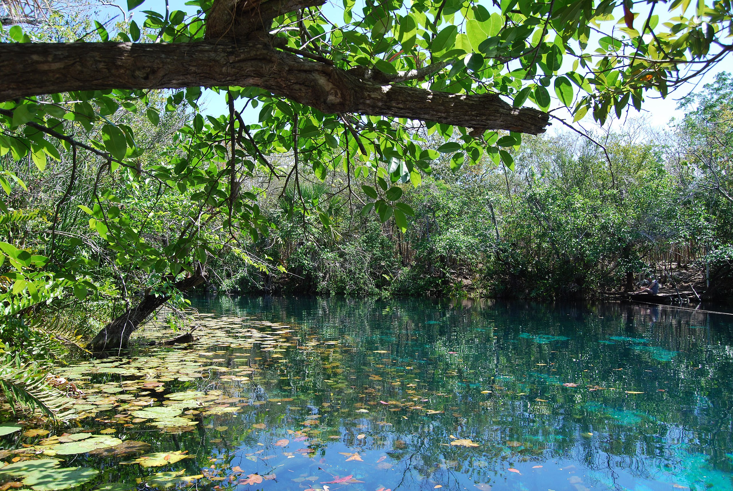 El hermoso cenote en Tulum con preciosas aguas cristalinas y paisajes divinos que debes conocer una vez en tu vida