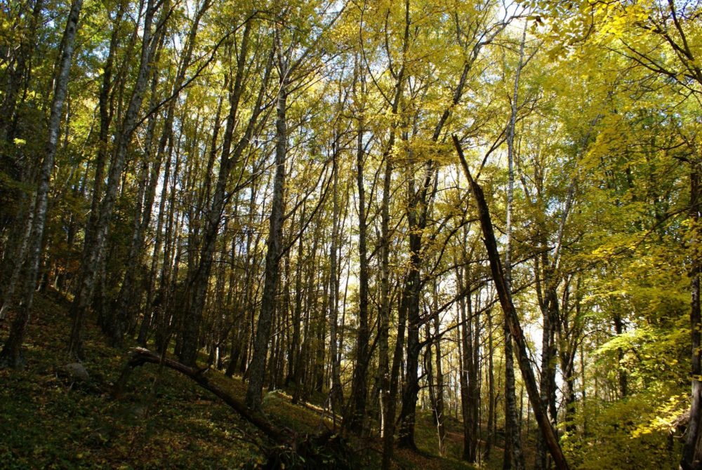 LaCumbresita-CordobaTurismo-1000x670 - El pueblito a 2 horas de Córdoba con preciosas cascadas y bosques que tiene prohibida la circulación de automóviles