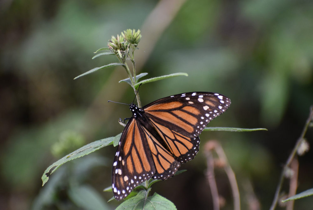 Mariposa-Monarca-1000x670 - El increíble Patrimonio de la Humanidad a 2 horas de la CDMX que tienes que visitar sí o sí