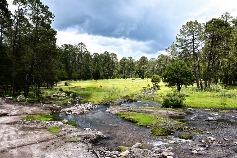 Mexiquillo-Wikimediacommons-MexicoenFotosA.C-1000x667 - El paradisíaco parque de Durango que tiene hermosos bosques y cascadas y es ideal para hacer ecoturismo