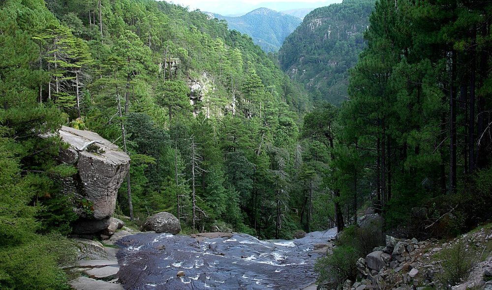 Mexiquillo-Wikimediacommons-Raer-1000x590 - El paradisíaco parque de Durango que tiene hermosos bosques y cascadas y es ideal para hacer ecoturismo