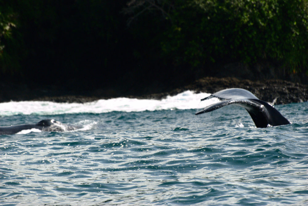 ParqueNacionalNaturalUtria-Wikimediacommons-Luis-Alejandro-Bernal-Romero-1000x670 - El majestuoso parque natural de Colombia en el que las ballenas dan a luz y puedes ver sus crías