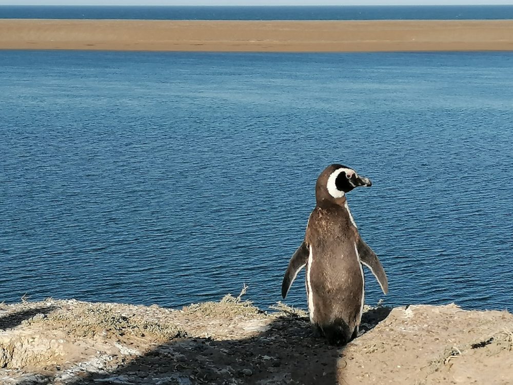 Peninsula-De-Valdes-Patagonia-1000x750 - El hermoso pueblito de Chubut en el que podrás ver ballenas de cerca, playas alucinantes y fue declarado Patrimonio de la Humanidad