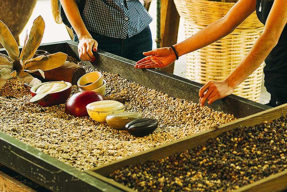 Produccion-Cafe-Coatepec-1000x670 - En este Pueblo Mágico probarás el café más delicioso de tu vida y degustarás alta cocina tradicional