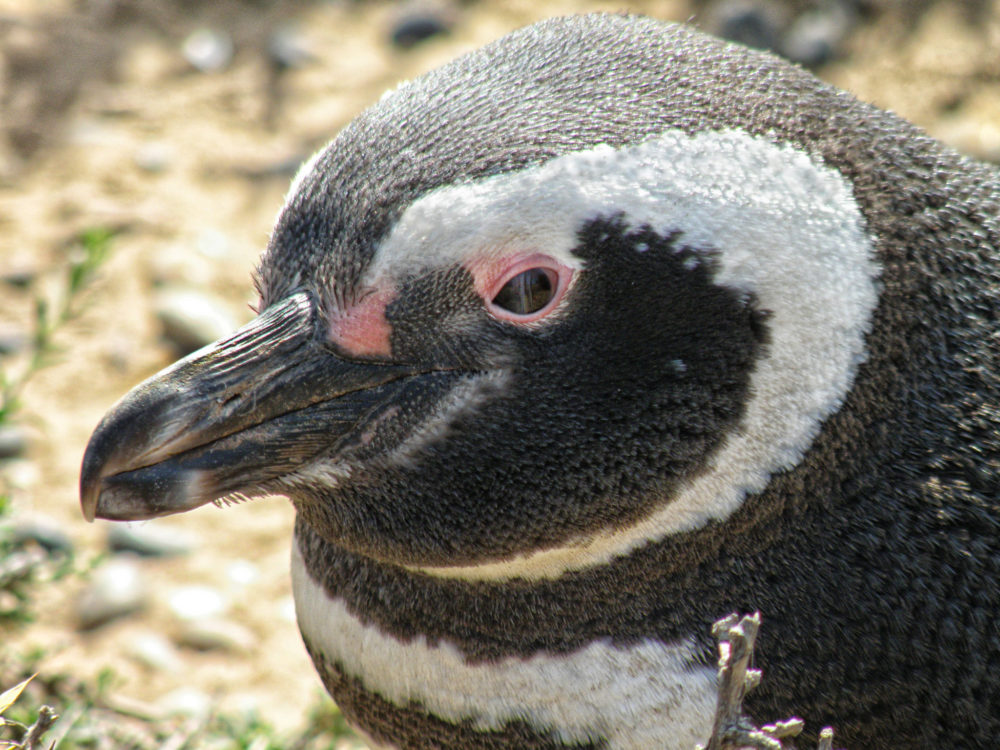 PuntaTombo-Flickr-ASparrow-atHome-1000x750 - 4 cosas que debes hacer en tu visita a Puerto Madryn