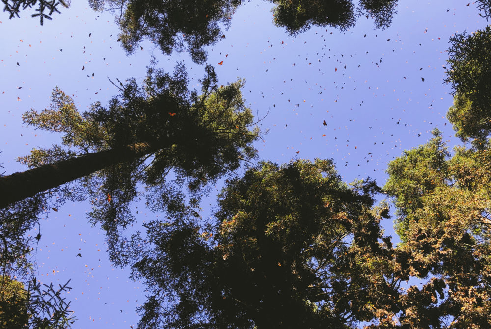 Reserva-de-la-Biosfera-Mexico-1000x670 - El increíble Patrimonio de la Humanidad a 2 horas de la CDMX que tienes que visitar sí o sí