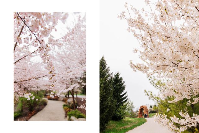 TAL-grand-rapids-japanese-garden-cherry-blossom-CBINMI0224-d9fd6c49ec47422aa5432894bcfe7e87 - Este jardín botánico japonés de 8 acres tiene una de las mejores exhibiciones de cerezos en flor en los EEUU