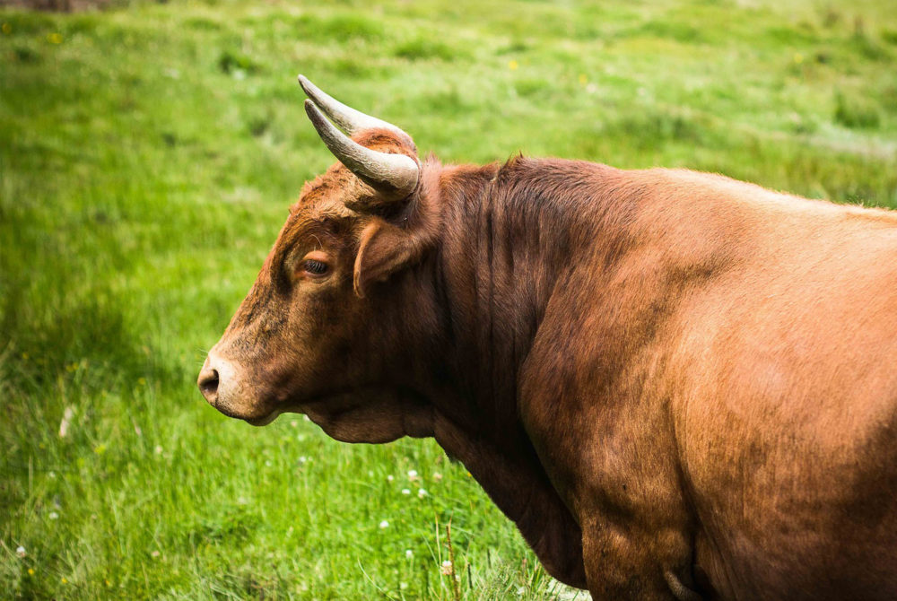 Este Pueblo Mágico de Hidalgo alberga un Patrimonio de la Humanidad, puedes ver toros de cerca y tomar deliciosa cerveza artesanal