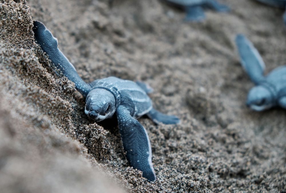 Tortugas-marinas-1000x676 - La playa que casi nadie conoce en Oaxaca con preciosos animales exóticos y a la que solo se accede por lancha