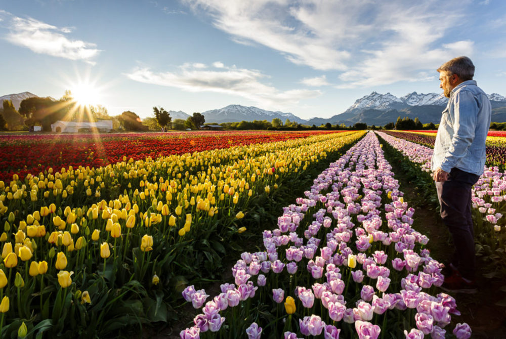 Trevelin-Tulipanes-1000x670 - El hermoso pueblito del sur de Argentina con campos de tulipanes salidos de un cuento