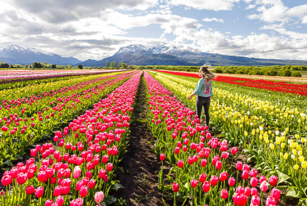 Trevelin-Tulipanes-Chubut-1000x670 - El hermoso pueblito del sur de Argentina con campos de tulipanes salidos de un cuento