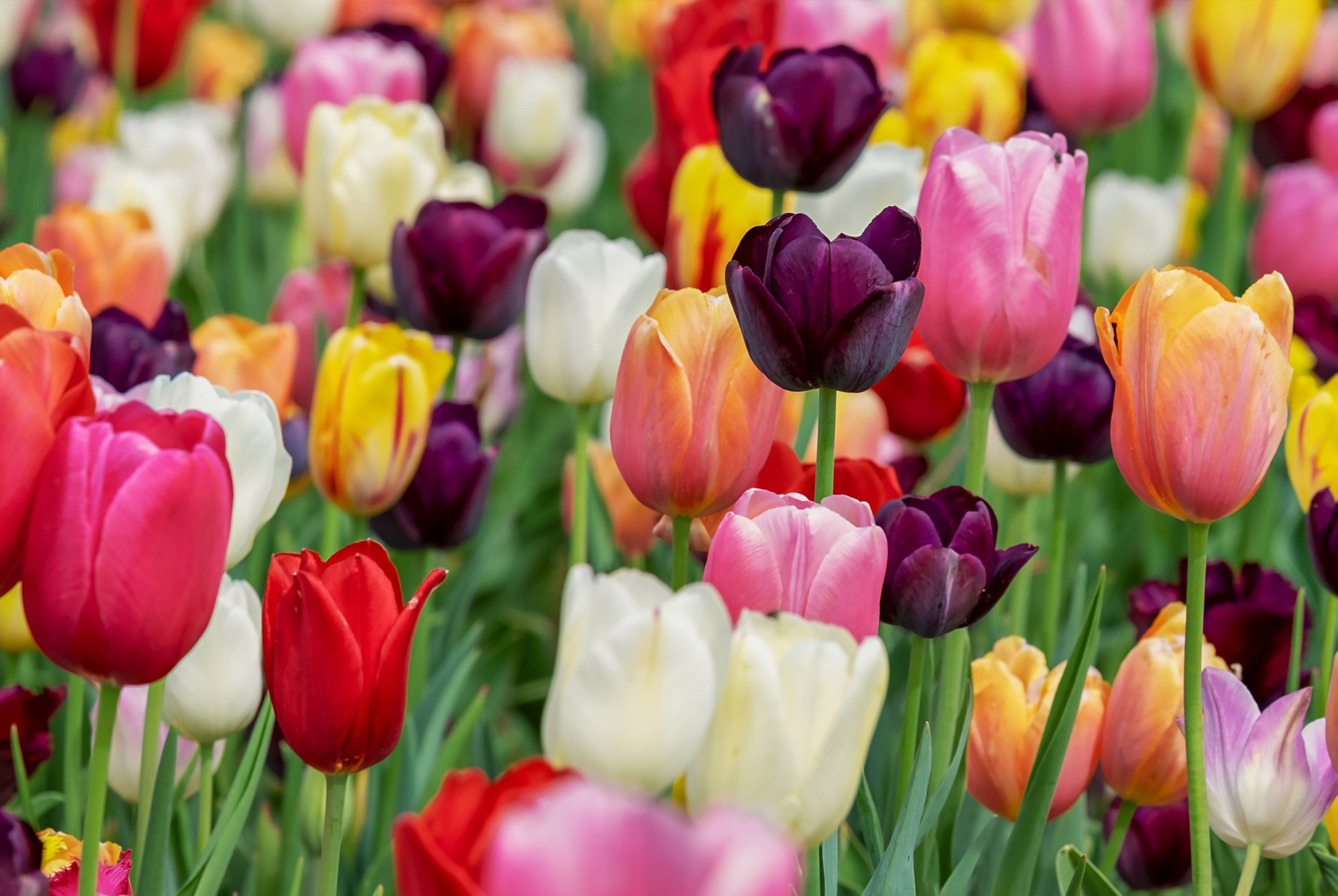El hermoso pueblito del sur de Argentina con campos de tulipanes salidos de un cuento
