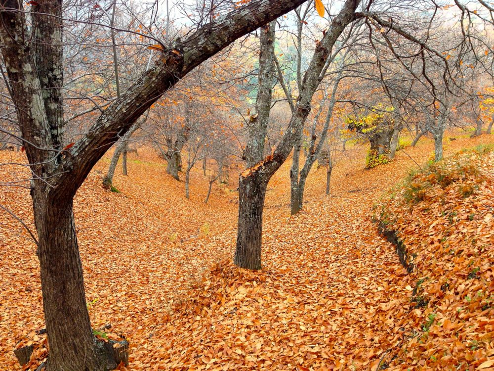 El bosque malagueño que parece salido de un cuento y es perfecto para hacer senderismo