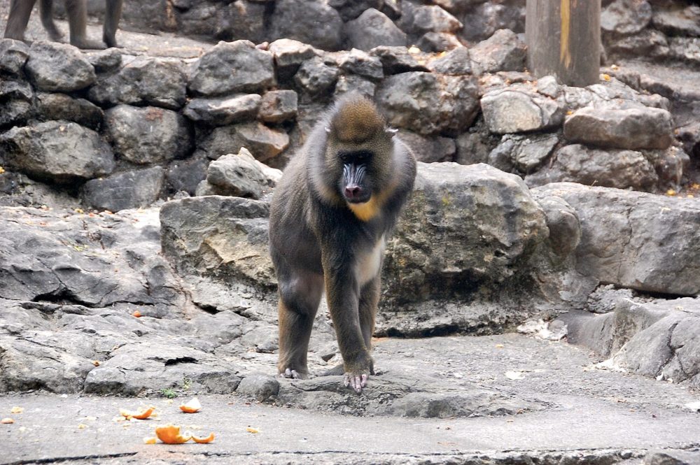 Zoo_Santillana_del_Mar_DSC_0048_15-1000x665 - El pueblito medieval a 30 minutos de Santander con hermosas casitas colmadas de flores y palacios barrocos