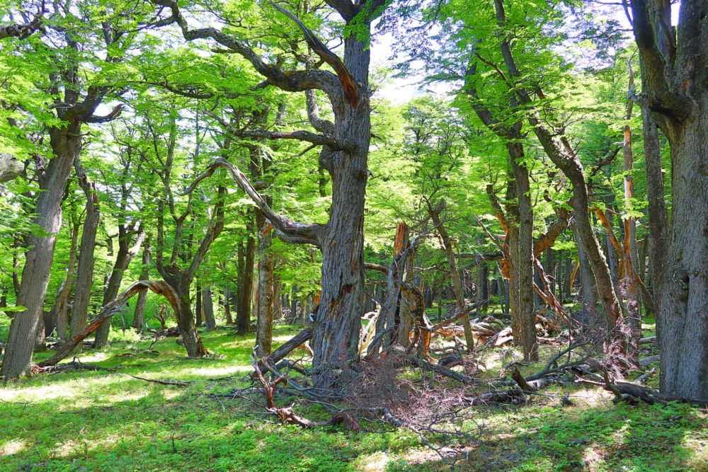 patagonia-5380222_1920-1000x667 - 4 cosas que debes hacer en El Chaltén, la "capital nacional del trekking" de Argentina