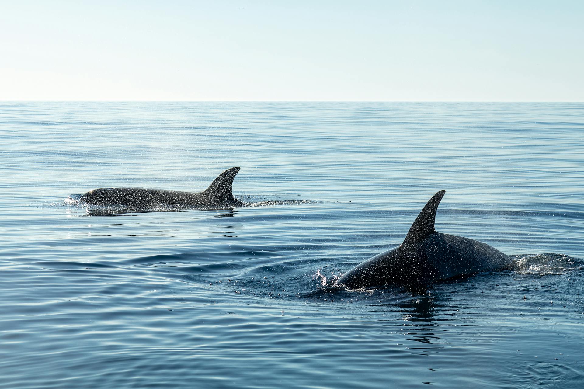 El majestuoso parque natural de Colombia en el que las ballenas dan a luz y puedes ver sus crías