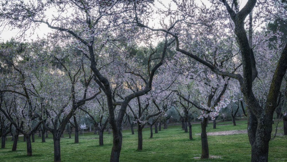quinta-los-molinos-madrid-1000x563 - 3 planes románticos para hacer con tu amor por el Día de San Valentín en Madrid