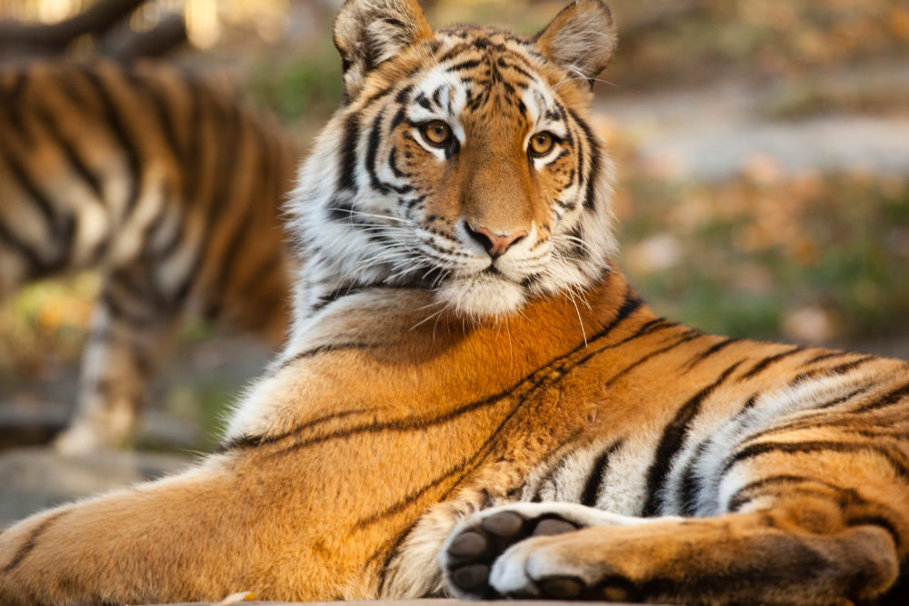 Bronx-Zoo-Tiger-Photo-Marley-White-1000x667 - La guía definitiva del Bronx, para que vivas la ciudad como un neoyorquino