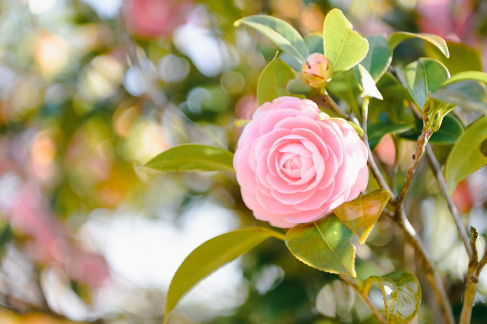 La Ruta de la Camelia: los increíbles jardines de Galicia para ver las 8000 variedades diferentes de esta hermosa planta