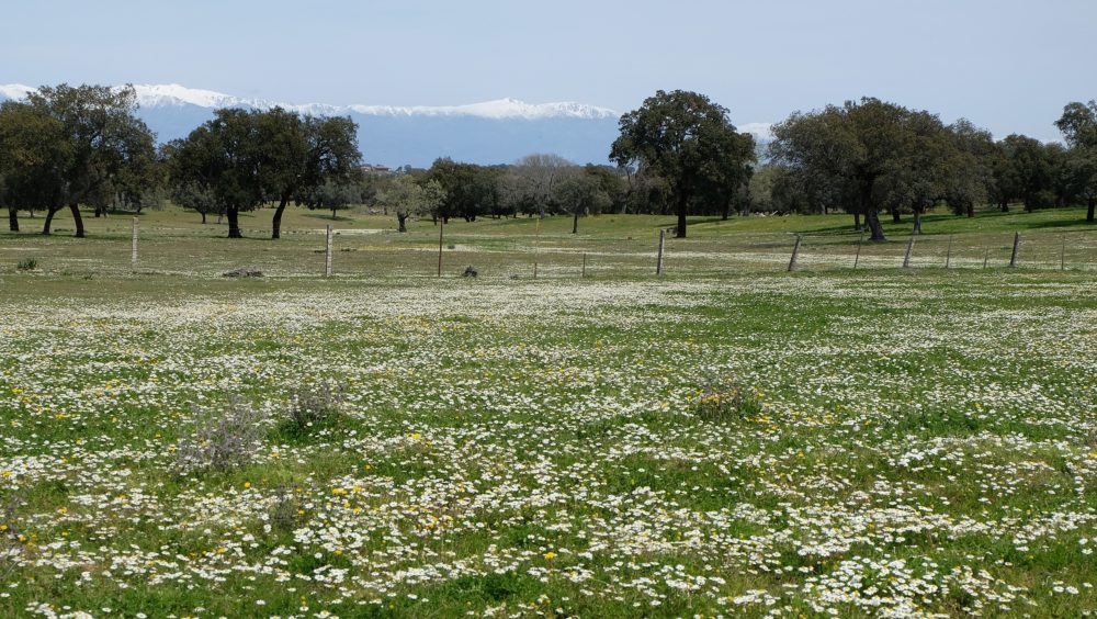 Dehesa_Extremadura_wikimedia_commons_Birding_In_Spain-1000x564 - Está en Badajoz y es un pueblo con un gran castillo, preciosos paisajes y mucha historia
