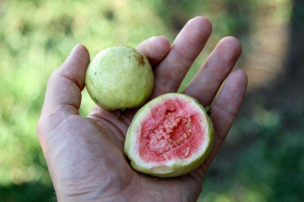 Guayaba-yakovlev.alexey-en-Wikimedia-Commons-1000x667 - Está a 3 horas de Puerto Vallarta y es un Pueblo Mágico con casonas multicolores y exquisitos dulces con guayaba