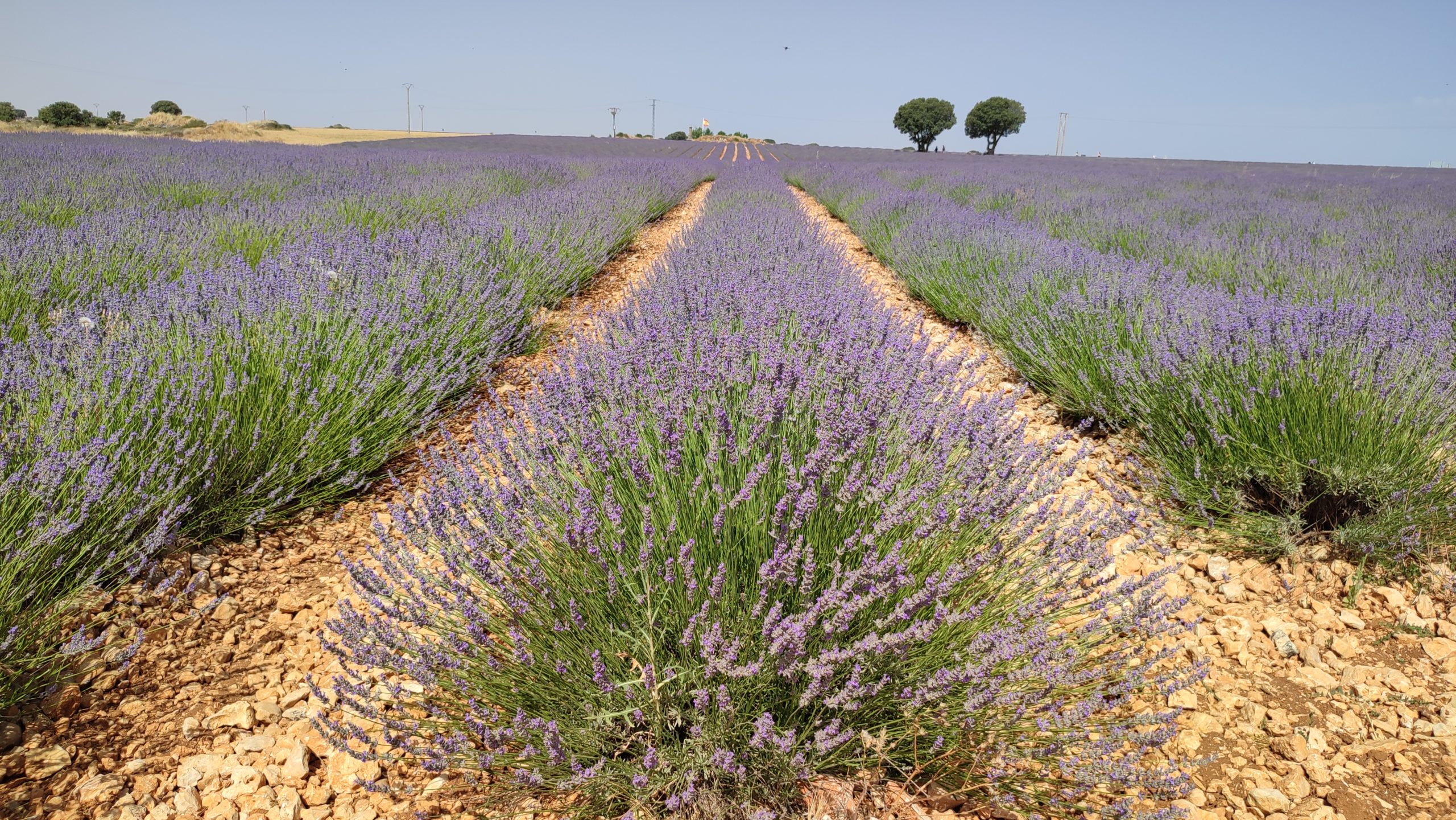 El pueblo a 90 minutos de Madrid con los campos de lavanda más hermosos y un impactante castillo