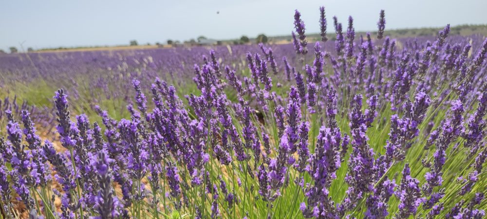 Lavanda_en_Brihuega_Wikimedia_Commons_vilanchelo_02-1000x450 - El pueblo a 90 minutos de Madrid con los campos de lavanda más hermosos y un impactante castillo