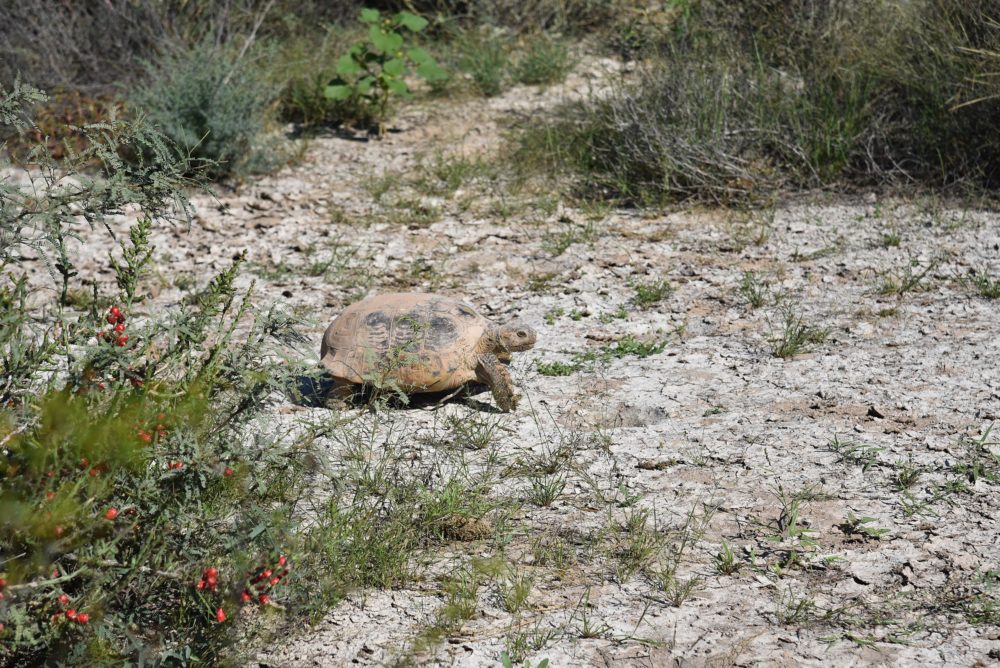Mapimi-bolson-Wikimedia-Commons-RBMapimi-1000x668 - Está a 1 hora de Gómez Palacio, es un Pueblo Mágico minero y aloja un Patrimonio de la Humanidad de la UNESCO