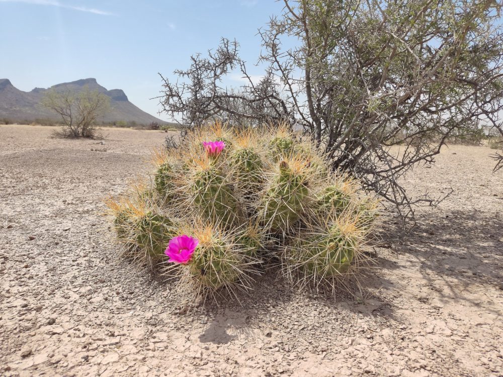 Mapimi_Wikimedia_Commons_Jose-Antonio-Aranda-Pineda-1000x750 - Está a 1 hora de Gómez Palacio, es un Pueblo Mágico minero y aloja un Patrimonio de la Humanidad de la UNESCO