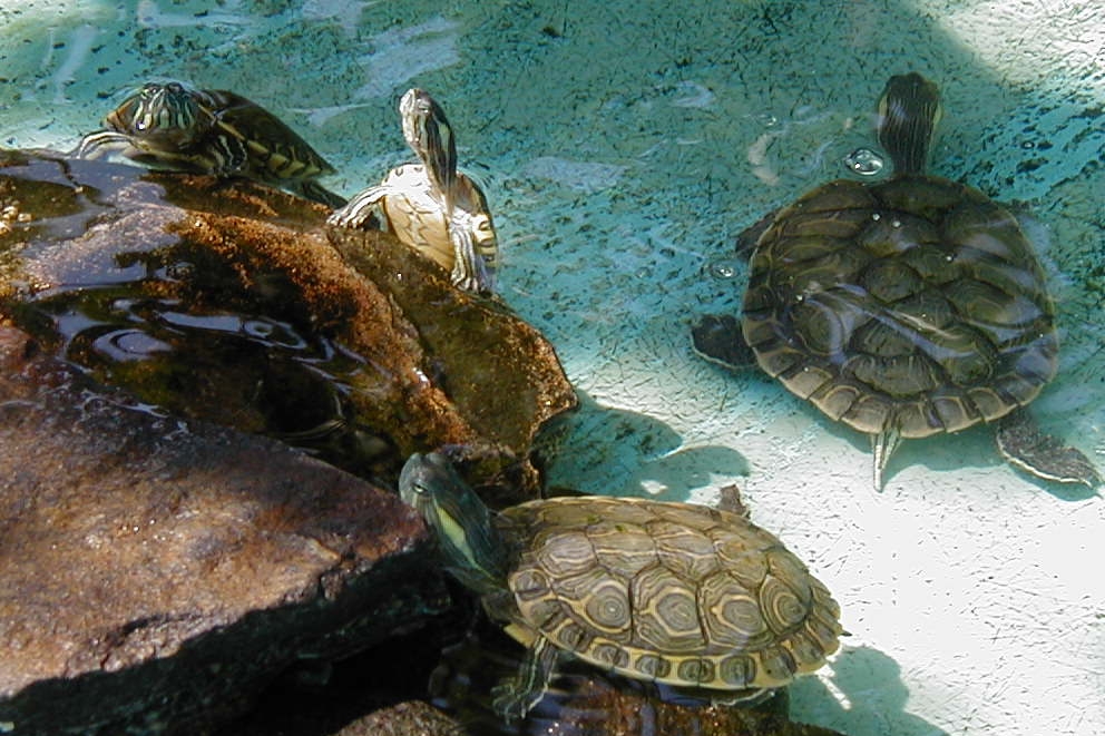 Mazunte-Jami-Dwyer-en-Wikimedia-Commons - El Pueblo Mágico costero con hermosas puestas de sol, ricos pescados y es perfecto para hacer surf