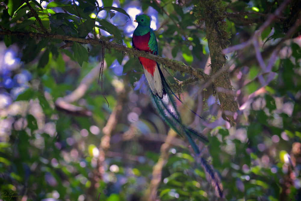 Reserva-de-la-Biosfera-El-Triunfo-El-Quetzal-1000x667 - Vive Chiapas, el destino para unir el espíritu con la naturaleza