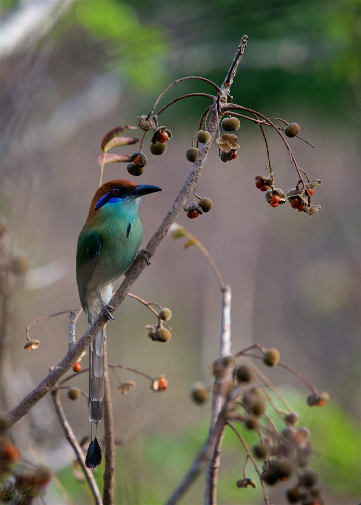 Reserva-de-la-Biosfera-La-Sepultura-02-714x1000 - Vive Chiapas, el destino para unir el espíritu con la naturaleza
