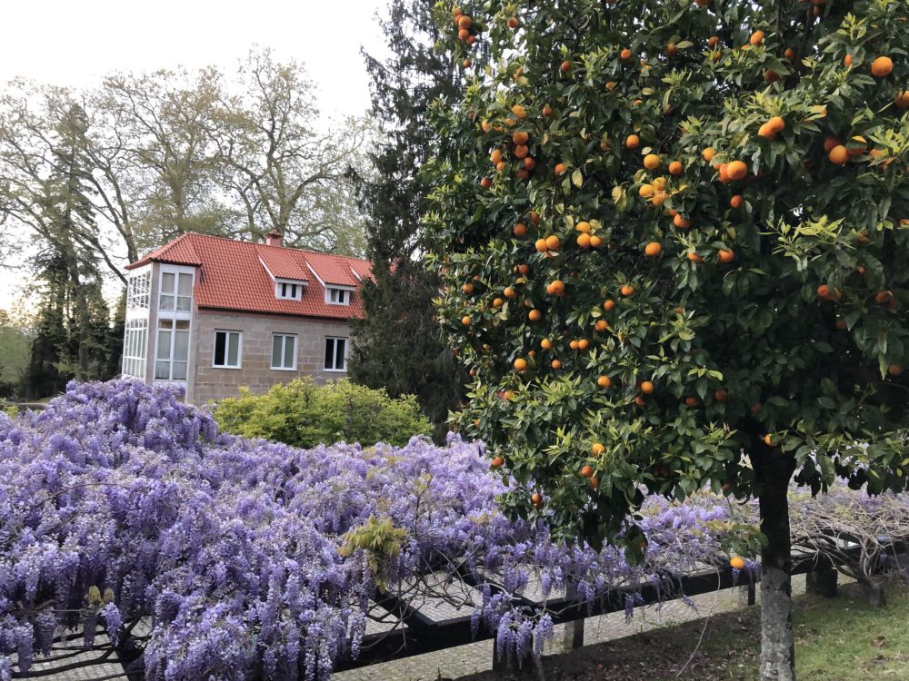 Sotomayor-Montserrat-Boix-en-Wikimedia-Commons-1000x750 - La Ruta de la Camelia: los increíbles jardines de Galicia para ver las 8000 variedades diferentes de esta hermosa planta