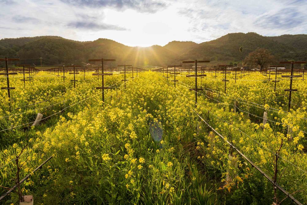 La icónica región vinícola de California está cubierta de flores de color amarillo brillante en este momento: aquí te explicamos cómo verlas