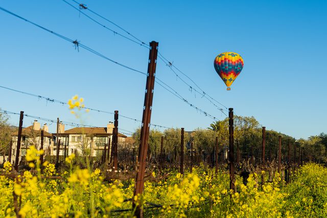 TAL-hot-air-baloon-mustard-blossoms-napa-valley-bardessono-hotel-spa-MUSTARDBLOOM0324-8b87a27d03ea4919aa6fa89b037b4bff - Un destino inesperado acaba de ser nombrado el mejor lugar para luna de miel en América del Norte