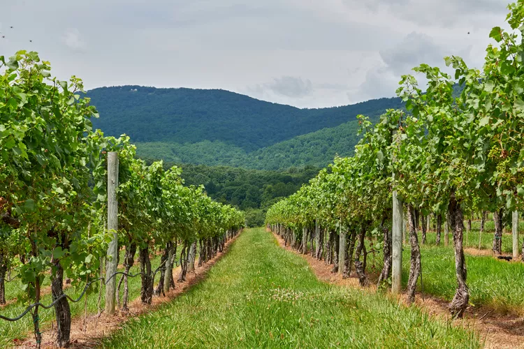 TAL-monticello-wine-trail-PLACESVA0224-0d977bce9b1540cca7d1e1ecedab75f3 - Los mejores 15 lugares para visitar Virginia, según los locales