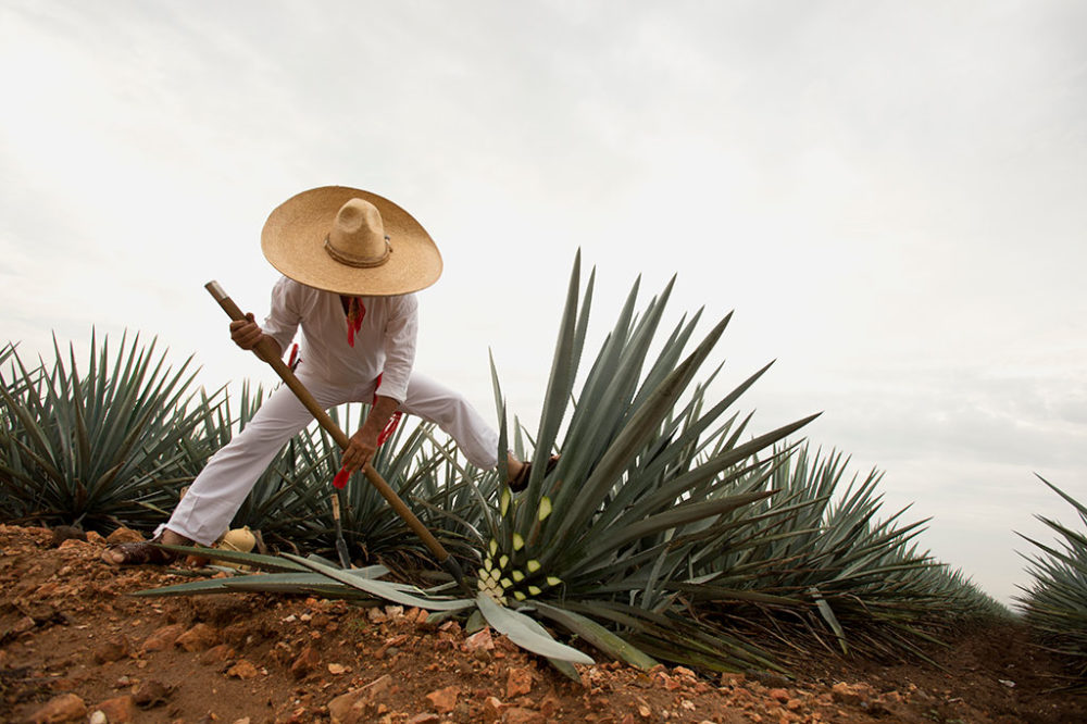portada-Tequila-Sectur-1000x666 - 5 Pueblos Mágicos cerca de Guadalajara para una escapada de fin de semana