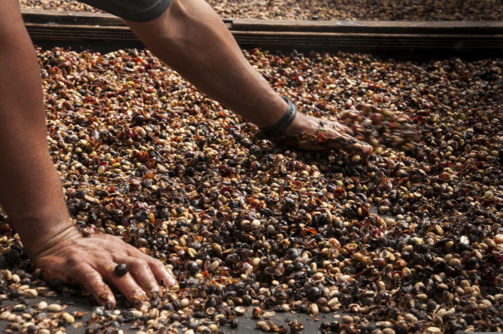 productor_cafe_pixabay-1000x664 - Los 3 consejos que debes seguir para hacer la ruta del café en Colombia