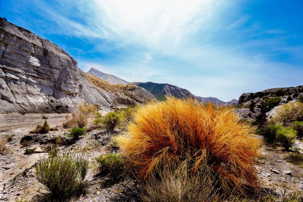 tabernas_wikimedia_commons_Colin_C_-Wheeler-1000x667 - El pueblito que casi nadie visita en Almería y tiene un castillo árabe, un mirador con vistas al desierto y el mejor aceite de oliva