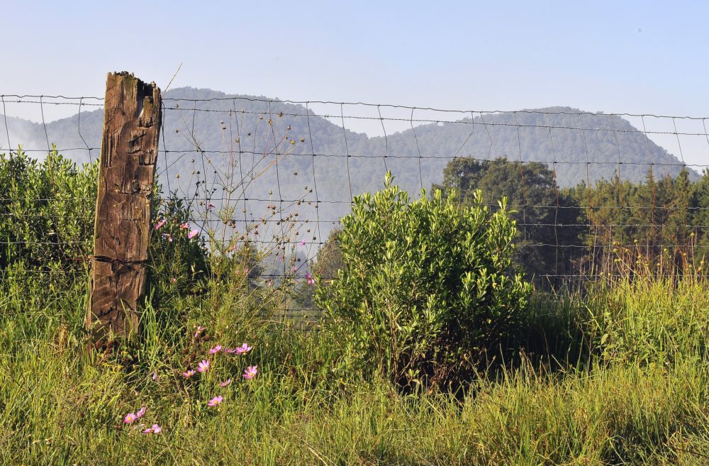 Angangueo_wikimedia_commons_LBM1948_4-1000x657 - El precioso Pueblo Mágico con un santuario de mariposas, hermosas casitas y montañas majestuosas