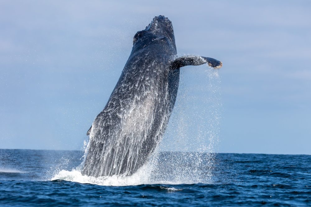 Ballena_jorobada_wikimedia_commons_Fernando-Flores-1000x667 - Estos son 8 lugares para ver ballenas en México
